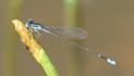 Nehalennia minuta (Tropical Sprite) male-3.jpg